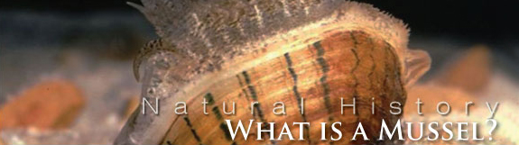Mussels - What is a mussel Banner